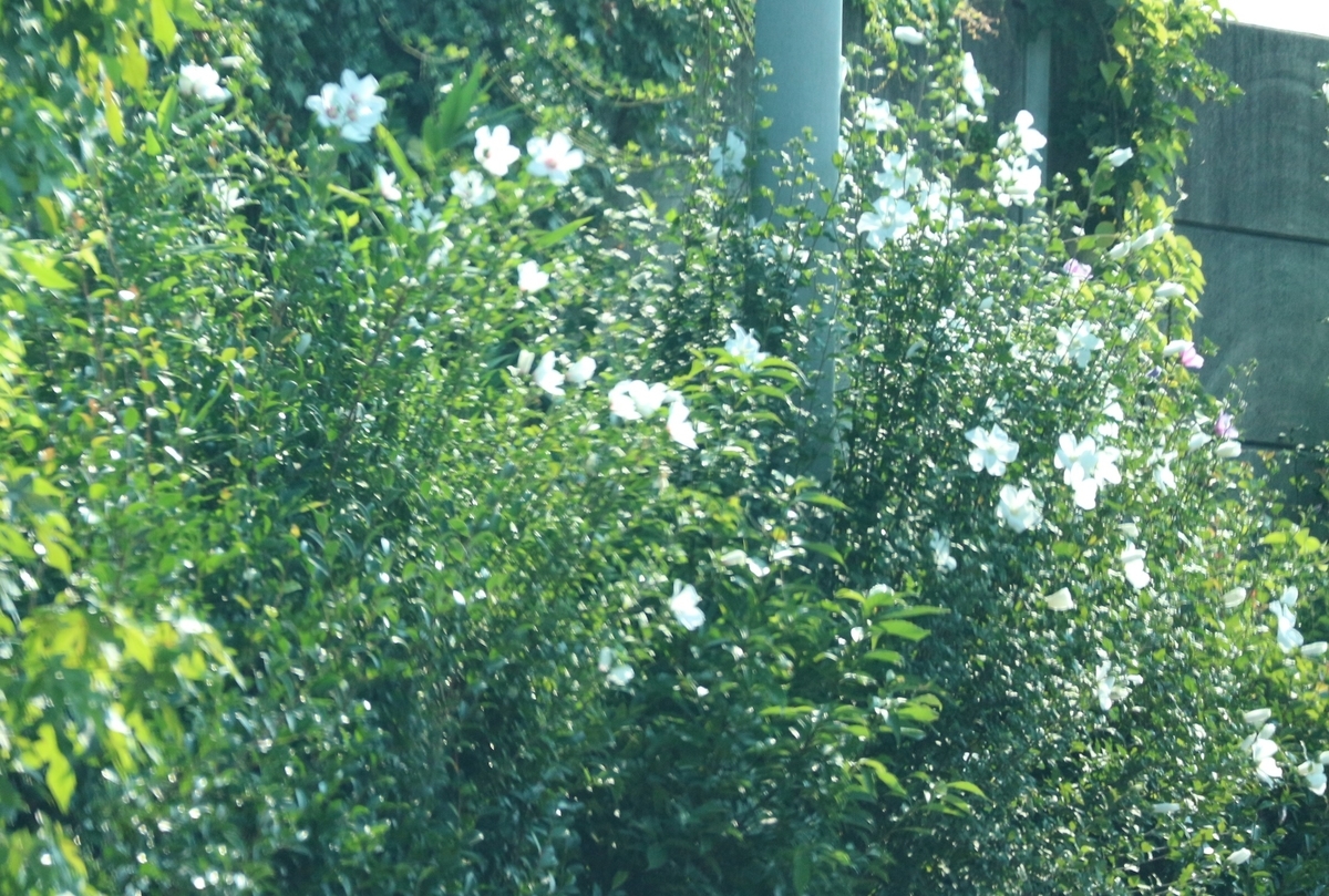f:id:shiz1:20190803231210j:plain f:id:shiz1:20190803231210j:plain