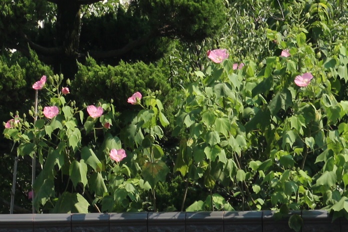 f:id:shiz1:20190803232305j:plain f:id:shiz1:20190803232305j:plain