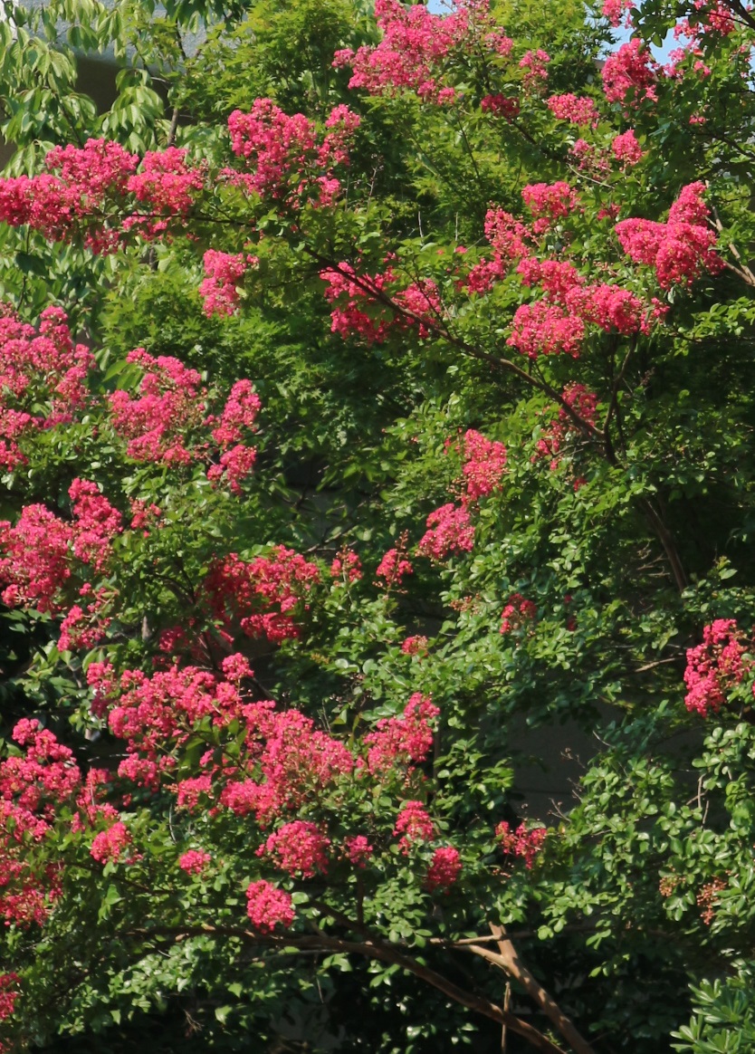f:id:shiz1:20190803234330j:plain f:id:shiz1:20190803234330j:plain
