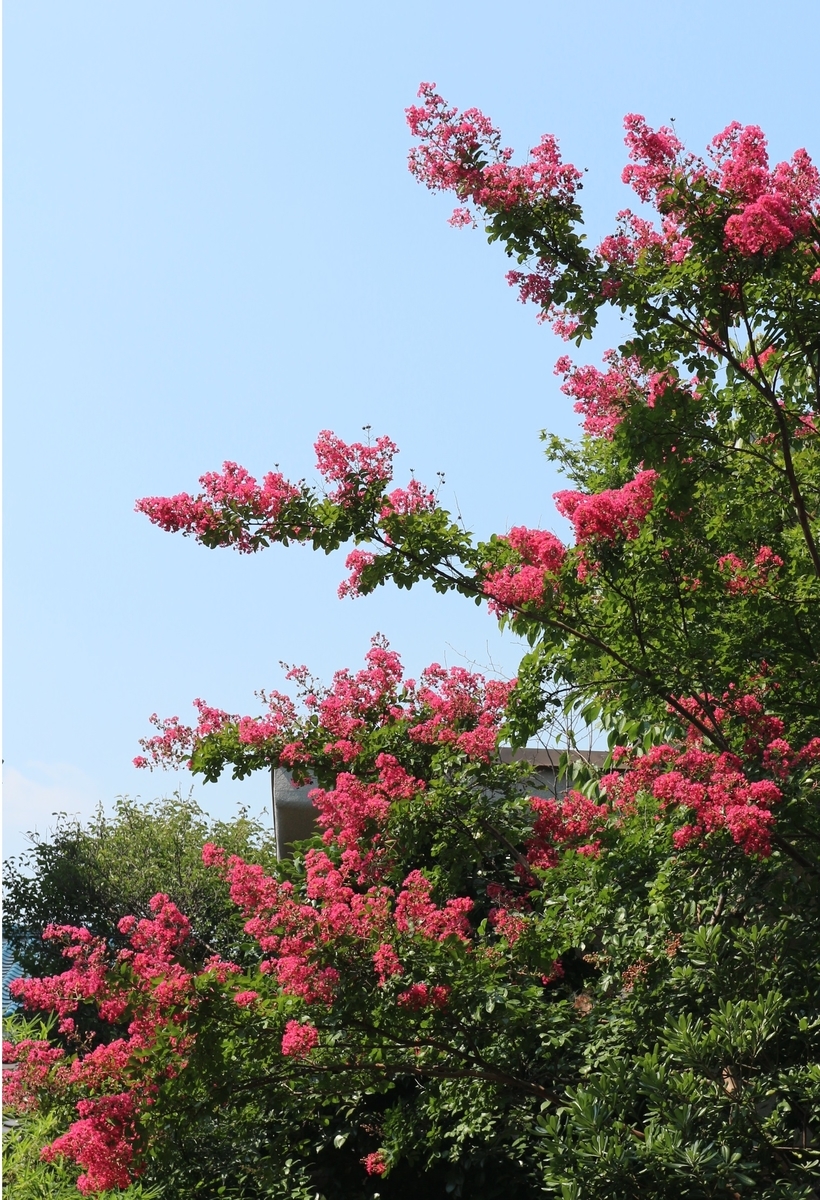 f:id:shiz1:20190803234514j:plain f:id:shiz1:20190803234514j:plain