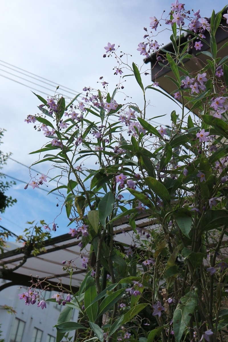 f:id:shiz1:20190911131018j:plain f:id:shiz1:20190911131018j:plain