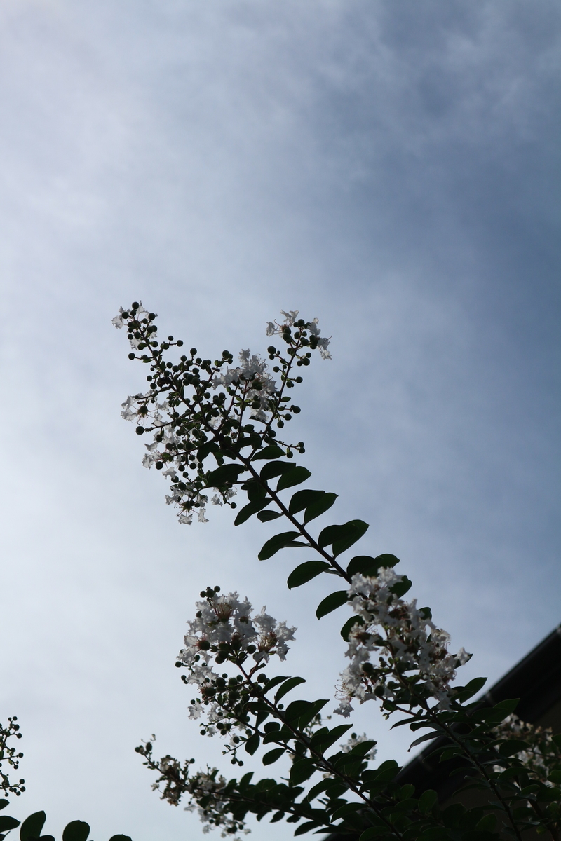 f:id:shiz1:20190911133807j:plain f:id:shiz1:20190911133807j:plain
