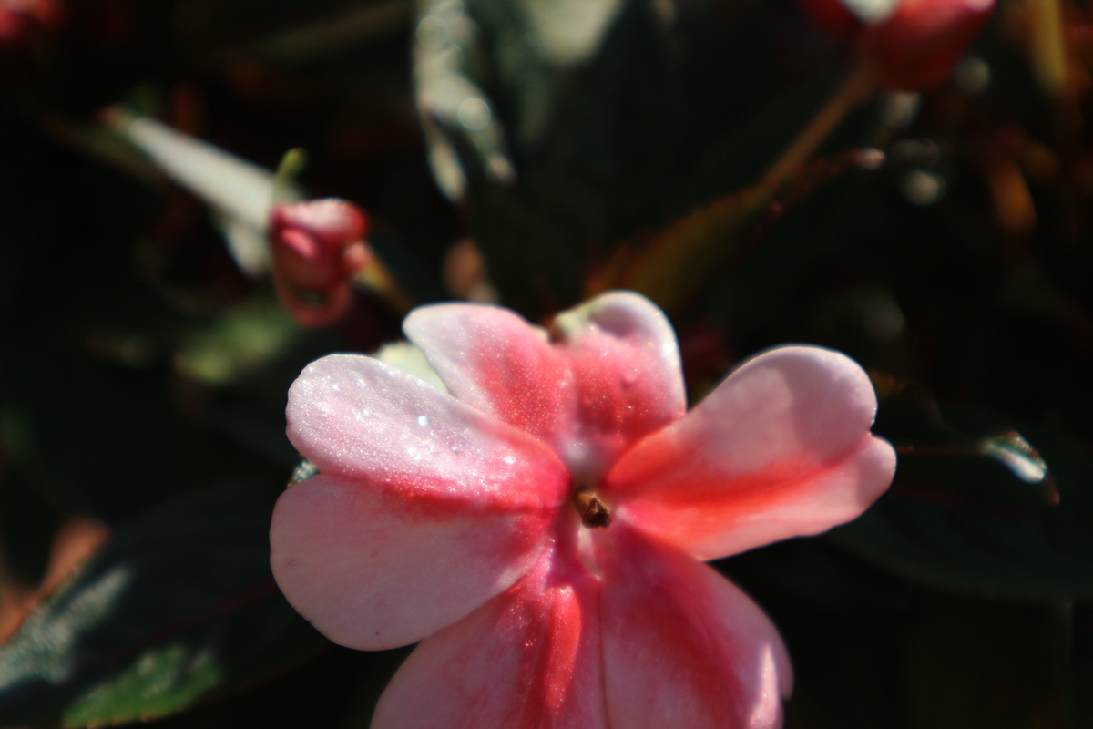 f:id:shiz1:20191009221155j:plain f:id:shiz1:20191009221155j:plain