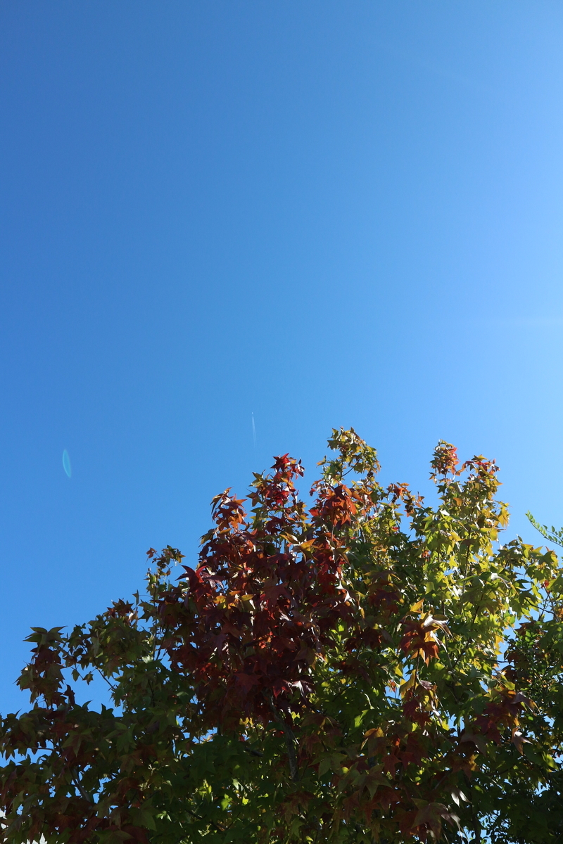f:id:shiz1:20191017213041j:plain f:id:shiz1:20191017213041j:plain
