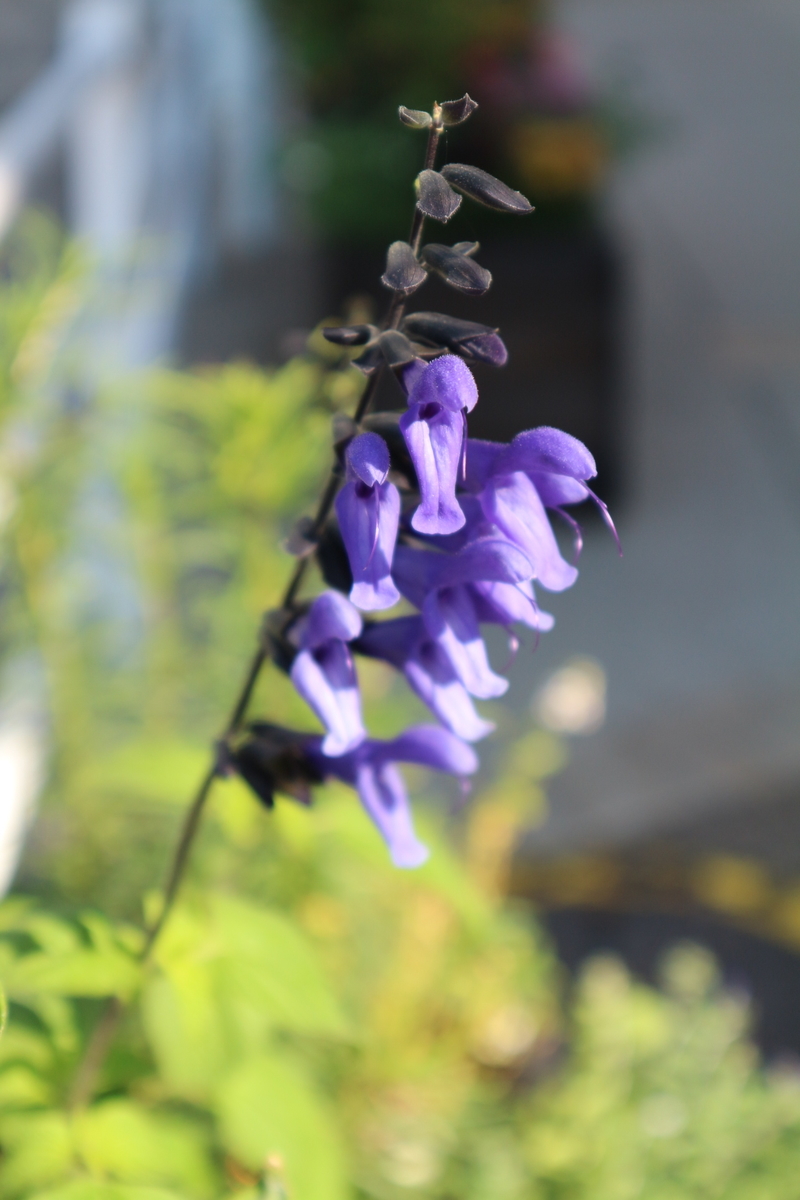 f:id:shiz1:20191017222701j:plain f:id:shiz1:20191017222701j:plain
