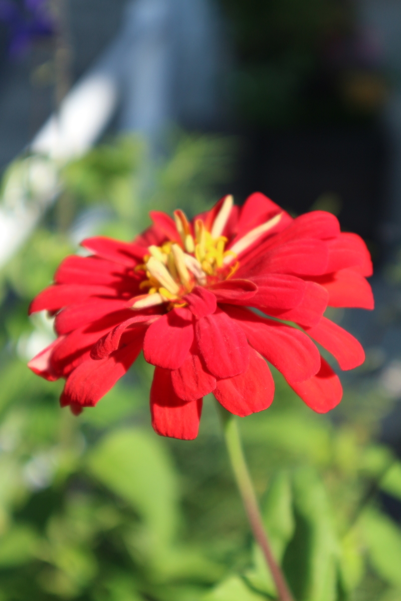 f:id:shiz1:20191017223016j:plain f:id:shiz1:20191017223016j:plain