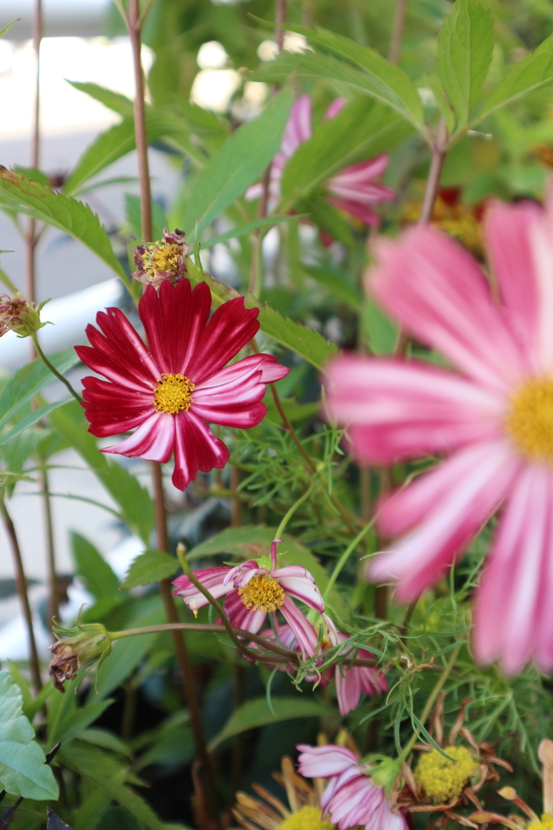 f:id:shiz1:20191017223150j:plain f:id:shiz1:20191017223150j:plain