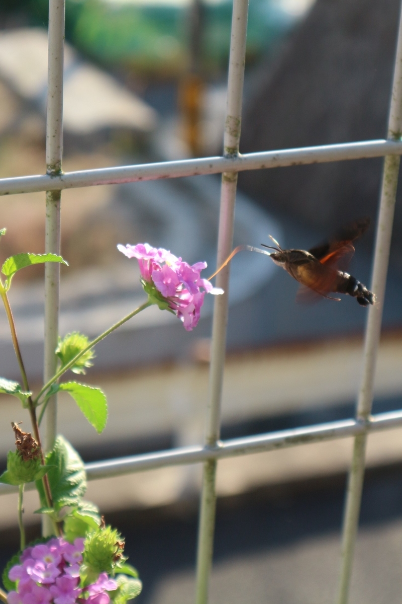 f:id:shiz1:20191024232431j:plain f:id:shiz1:20191024232431j:plain