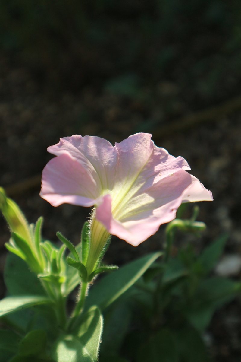 f:id:shiz1:20191024233103j:plain f:id:shiz1:20191024233103j:plain