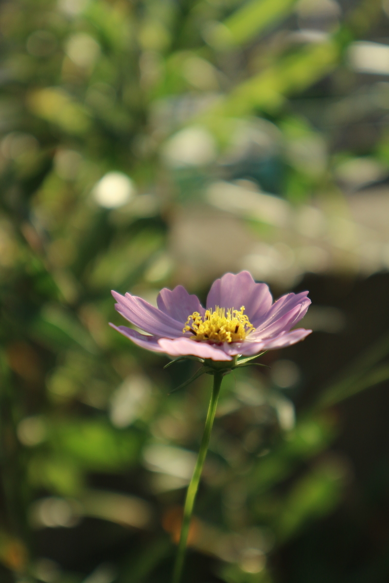 f:id:shiz1:20191024233125j:plain f:id:shiz1:20191024233125j:plain