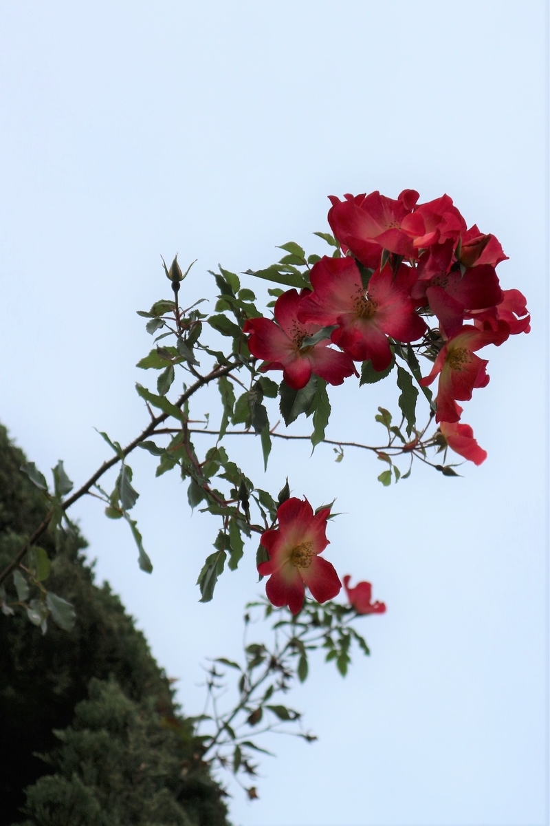 f:id:shiz1:20191207004803j:plain