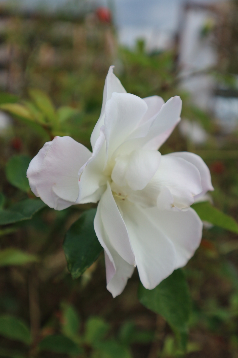 f:id:shiz1:20191207010040j:plain