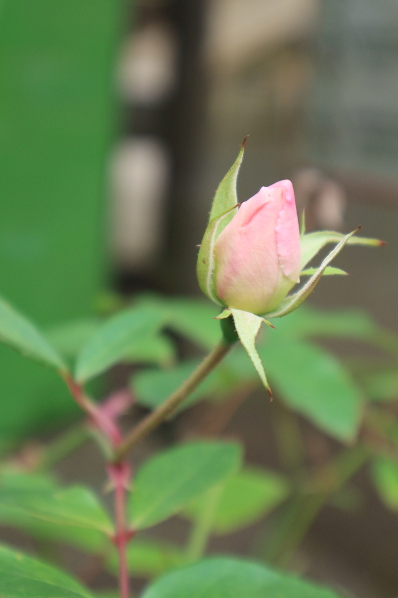 f:id:shiz1:20191207010141j:plain