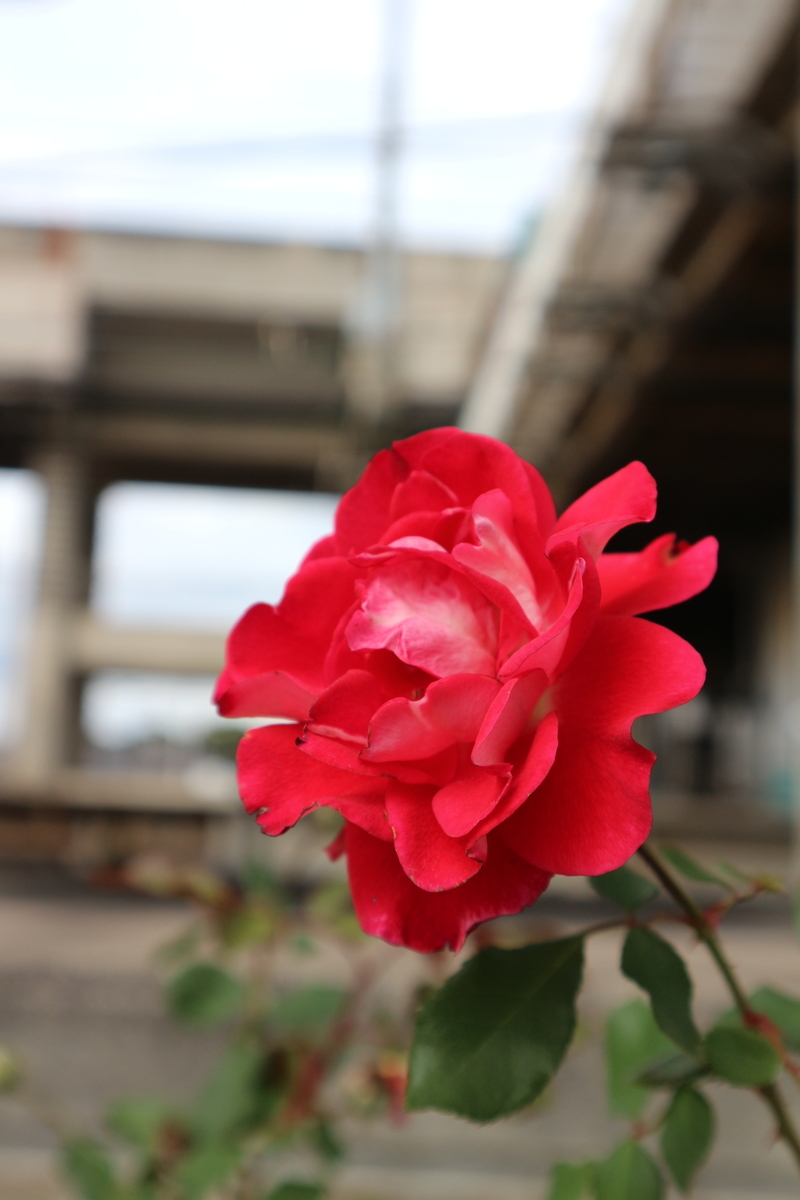 f:id:shiz1:20191207010201j:plain