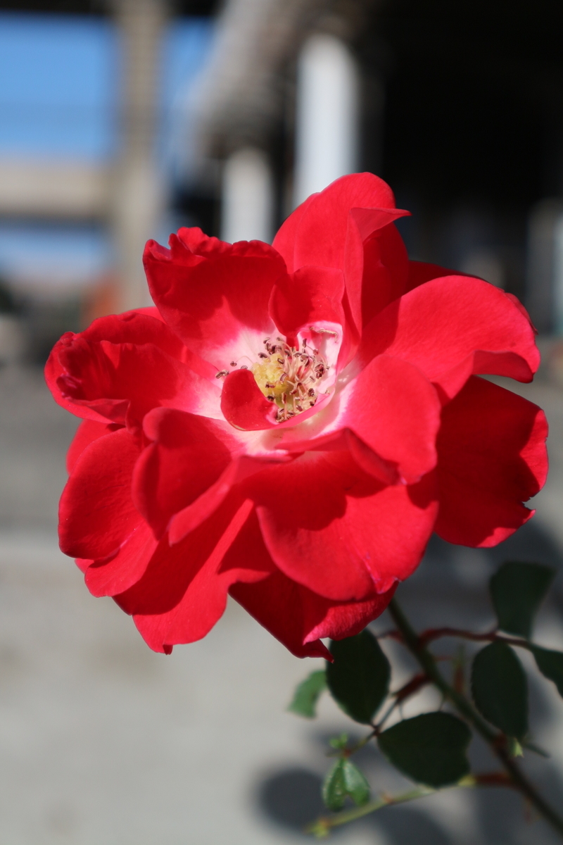 f:id:shiz1:20191207010913j:plain