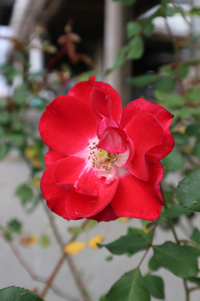 f:id:shiz1:20191207010945j:plain