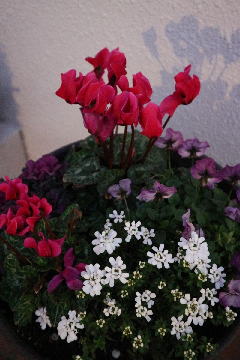 f:id:shiz1:20191215202127j:plain