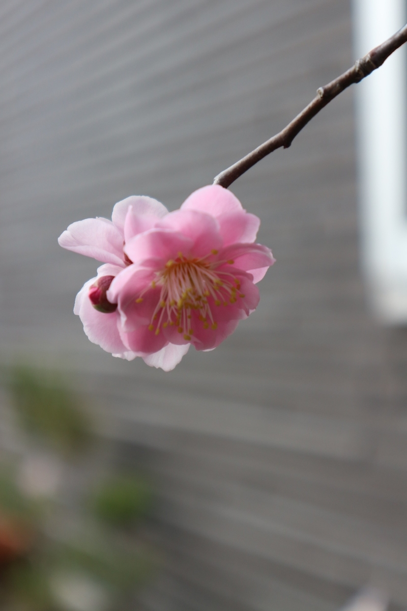 f:id:shiz1:20200201221243j:plain f:id:shiz1:20200201221243j:plain