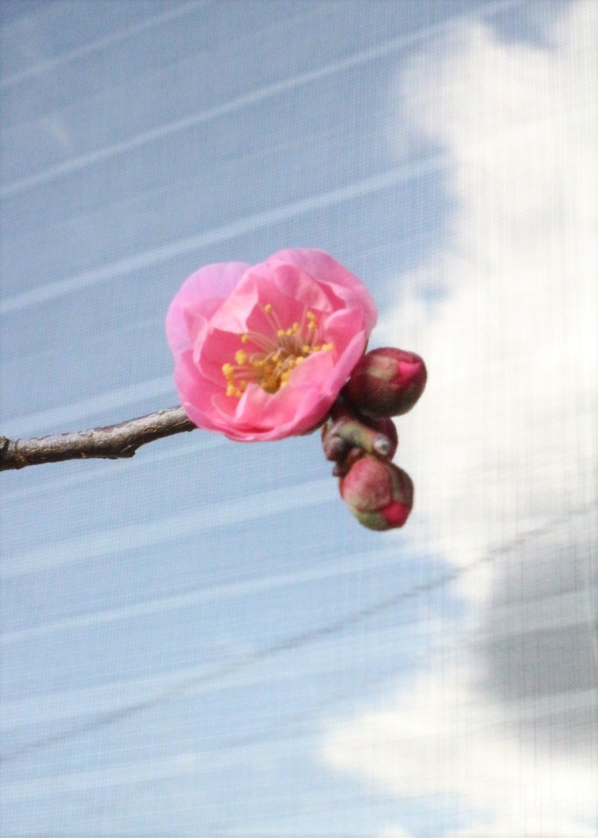 f:id:shiz1:20200201221520j:plain f:id:shiz1:20200201221520j:plain