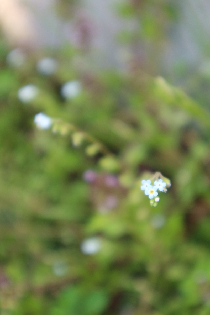 f:id:shiz1:20200504123015j:plain f:id:shiz1:20200504123015j:plain