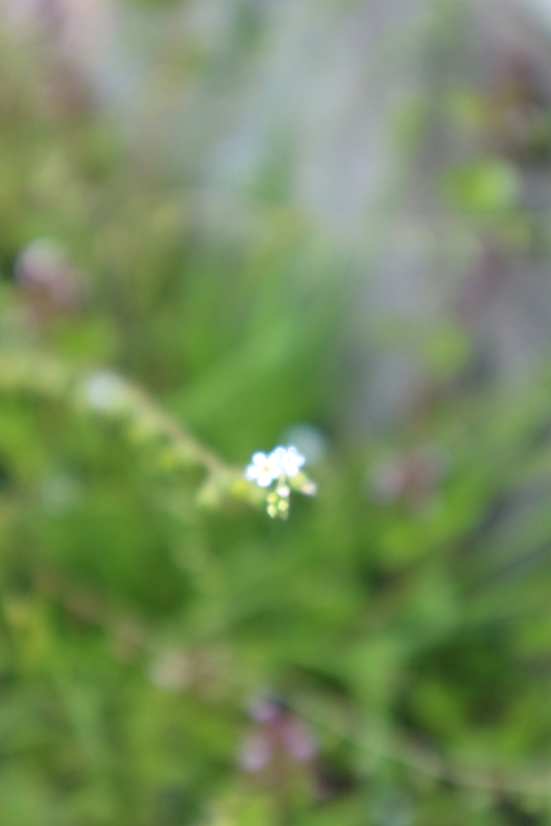f:id:shiz1:20200504123203j:plain f:id:shiz1:20200504123203j:plain