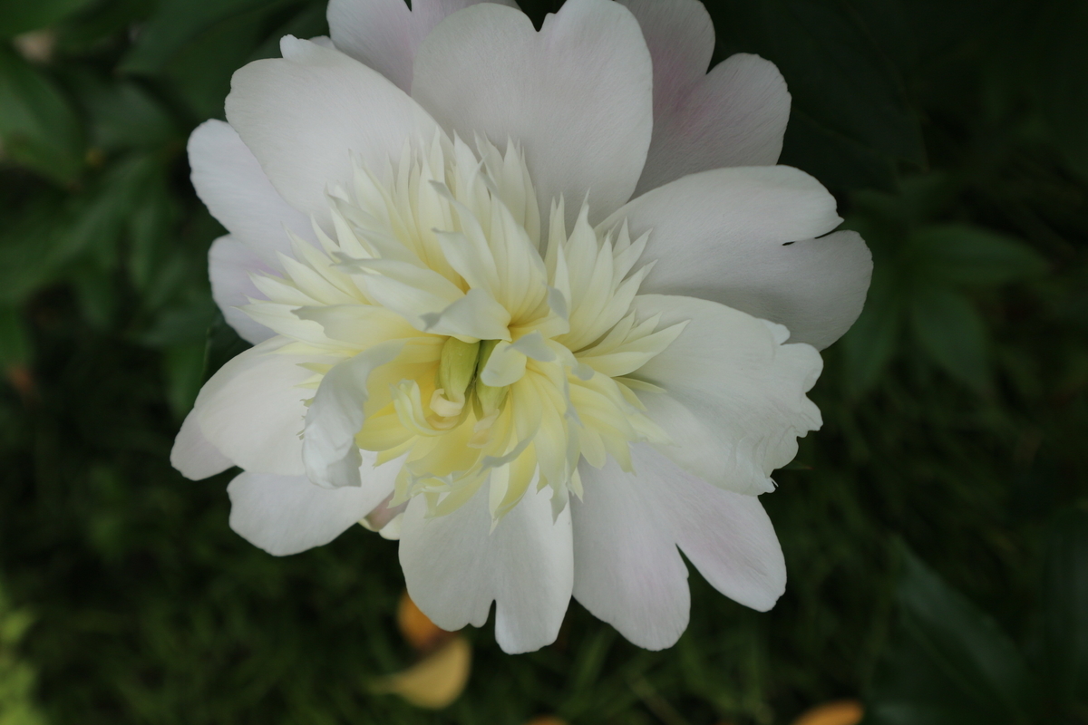 f:id:shiz1:20200512162221j:plain f:id:shiz1:20200512162221j:plain