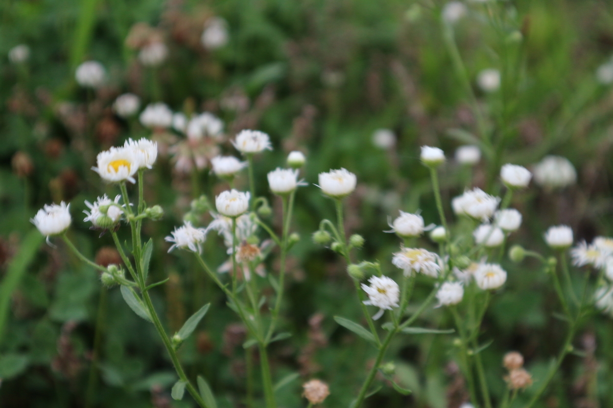 f:id:shiz1:20200809001152j:plain f:id:shiz1:20200809001152j:plain