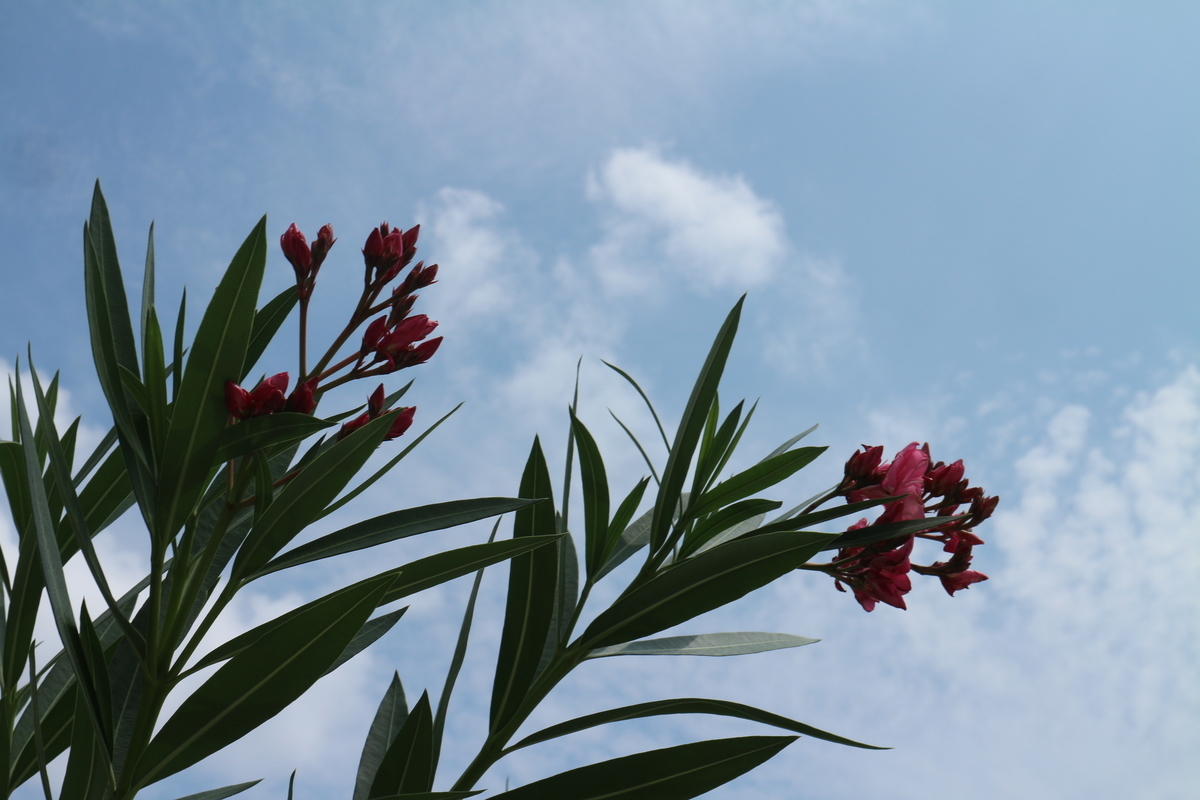 f:id:shiz1:20200906171105j:plain f:id:shiz1:20200906171105j:plain