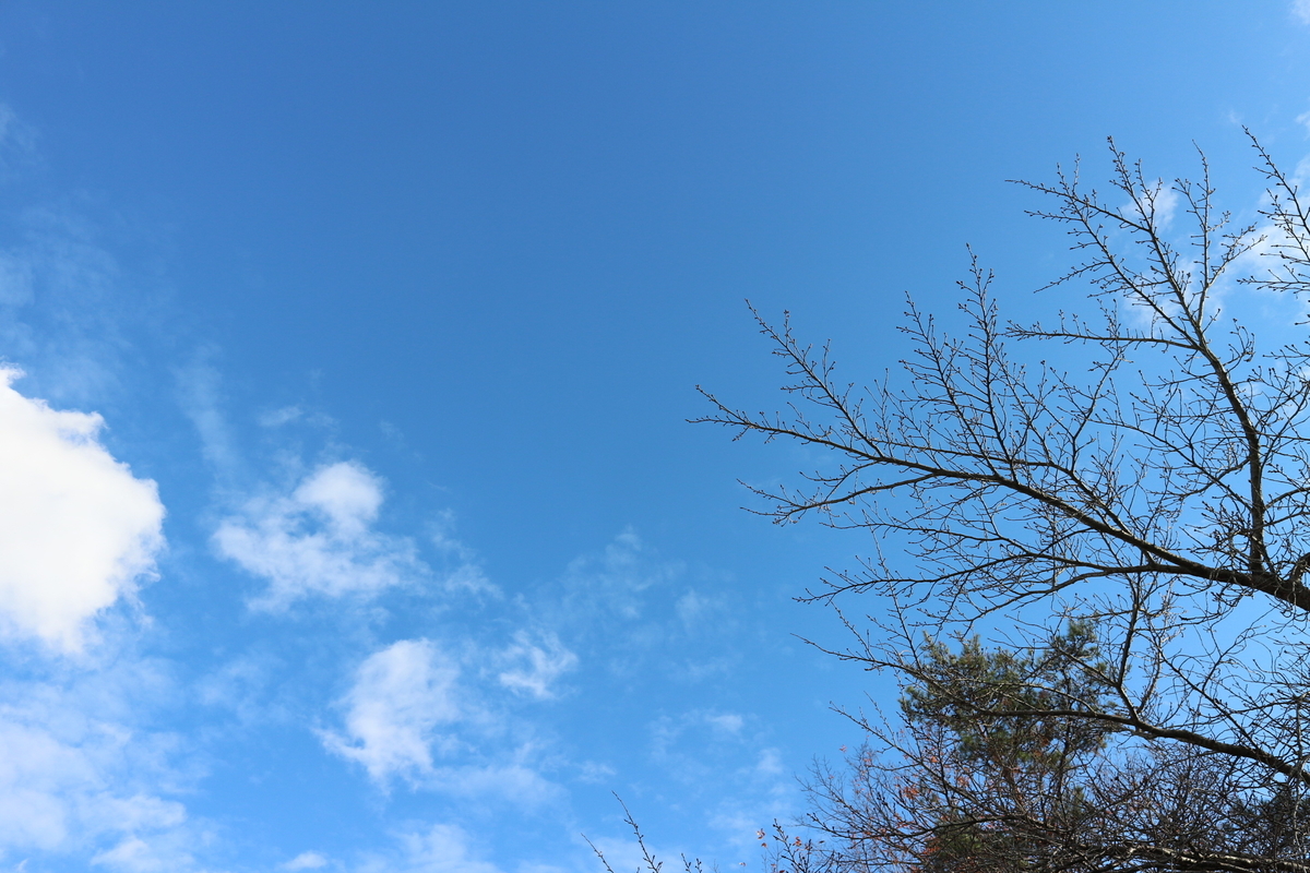 f:id:shiz1:20201208161634j:plain