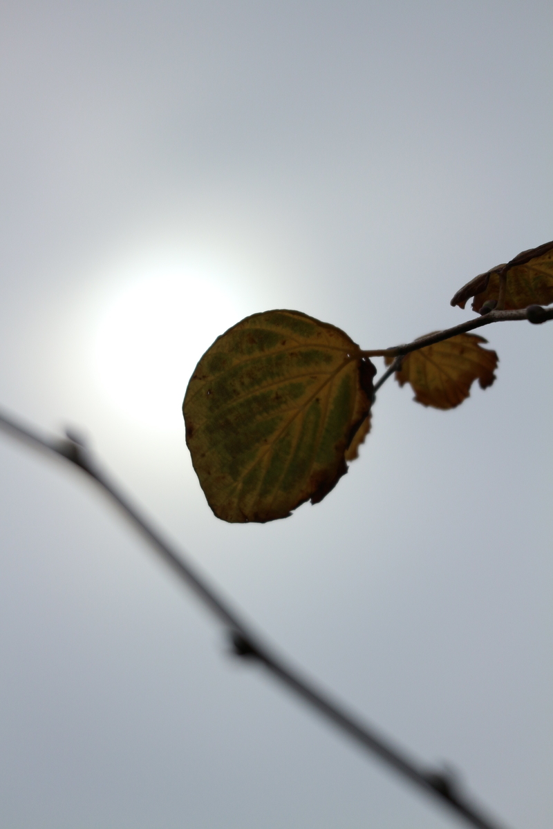 f:id:shiz1:20201220132125j:plain