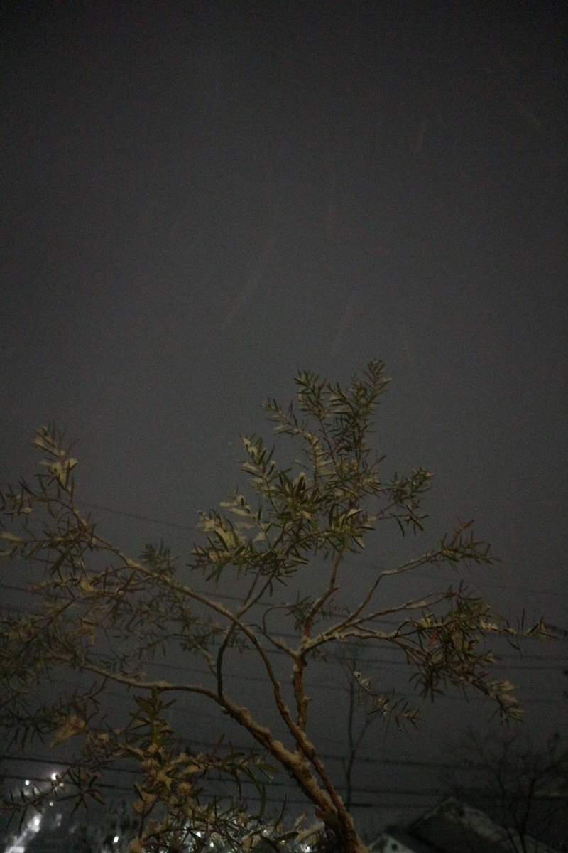 f:id:shiz1:20210110002329j:plain