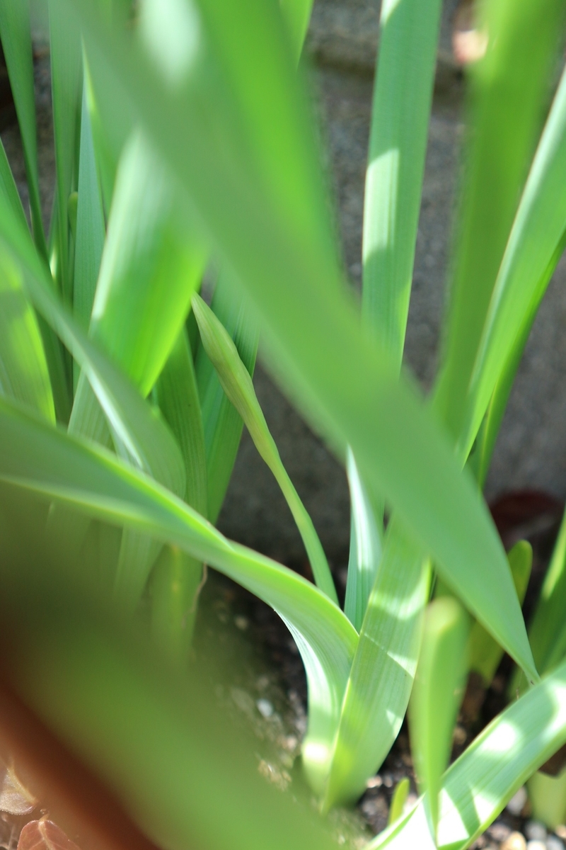 f:id:shiz1:20210212165610j:plain