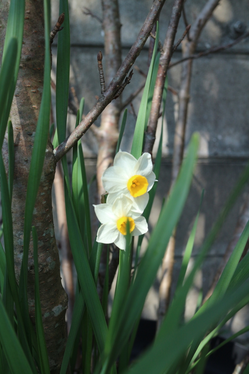 f:id:shiz1:20210221200740j:plain