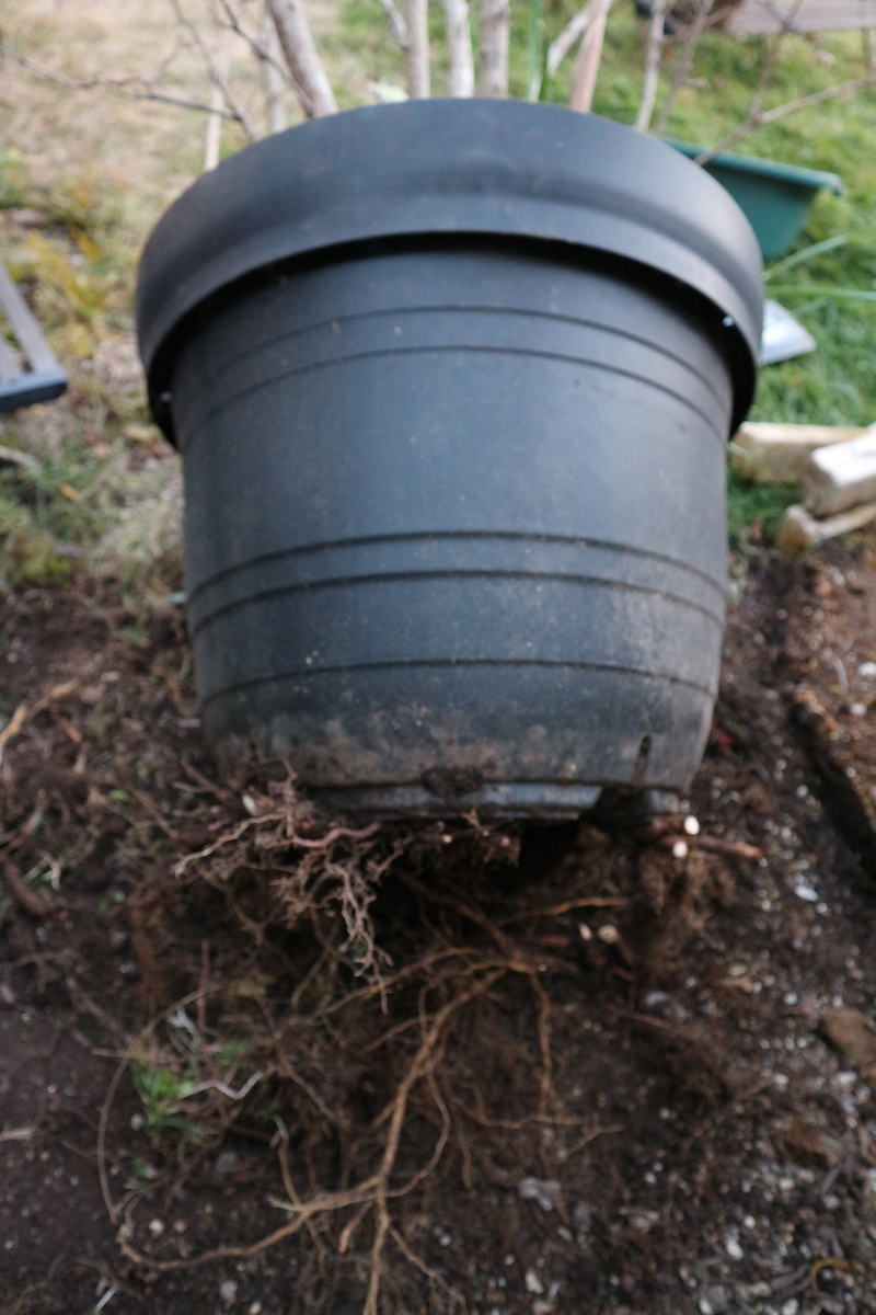 f:id:shiz1:20220403234710j:plain