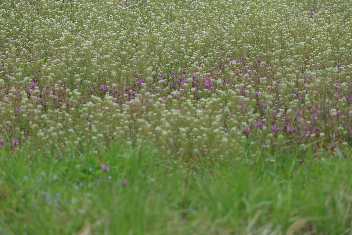 f:id:shiz1:20220409093129j:plain