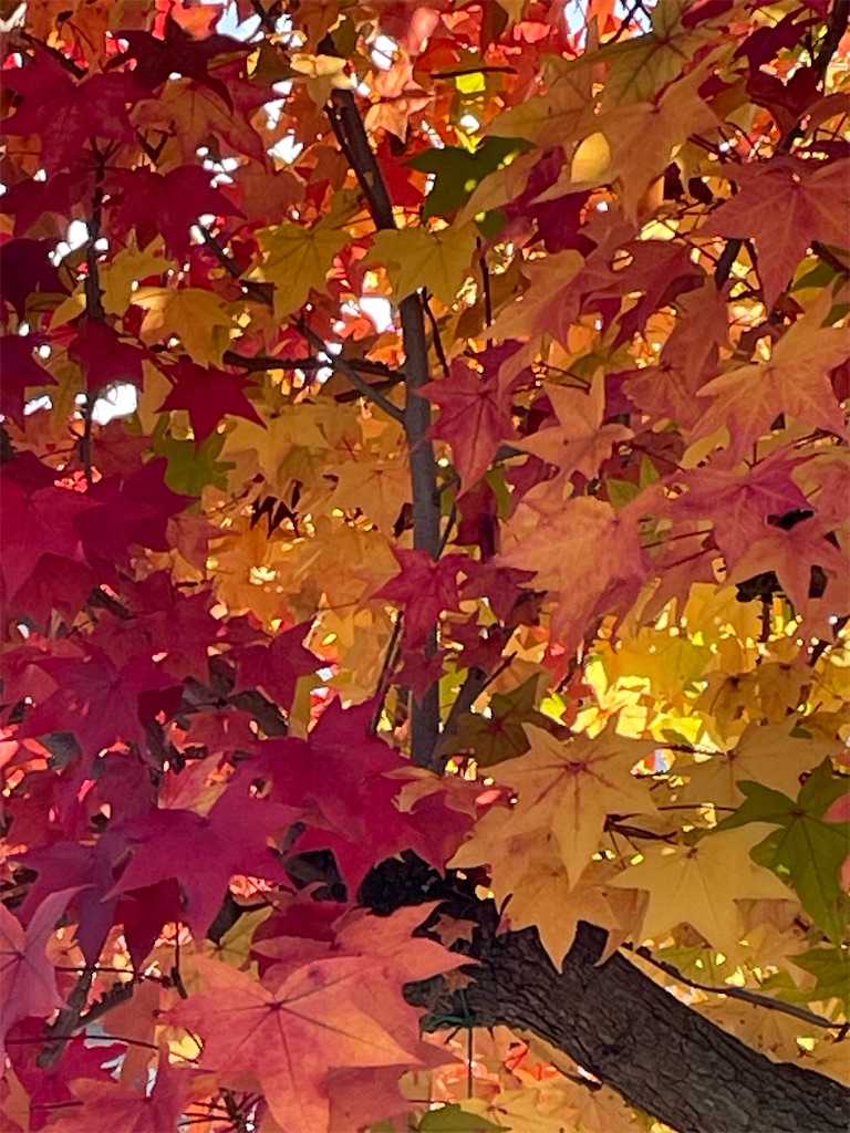 f:id:shiz1:20260104110450j:image