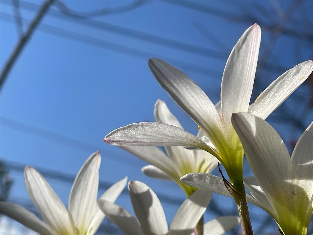 f:id:shiz1:20260104122228j:image