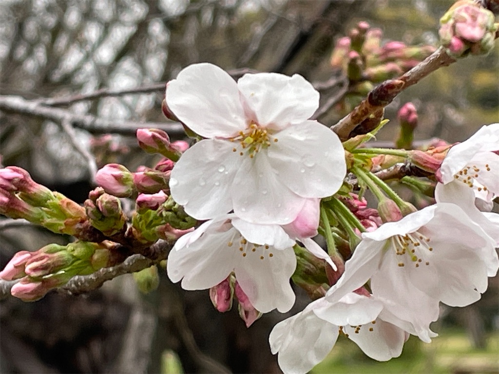 f:id:shiz1:20260620120333j:image f:id:shiz1:20260620120333j:image