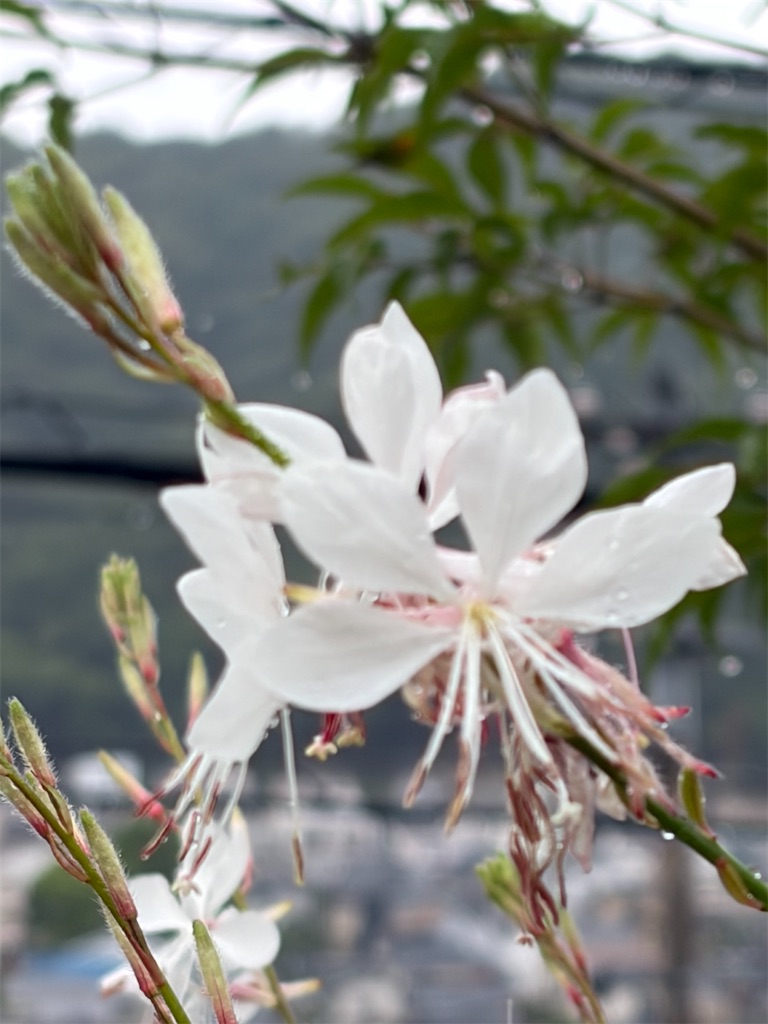 f:id:shiz1:20260620133632j:image f:id:shiz1:20260620133632j:image