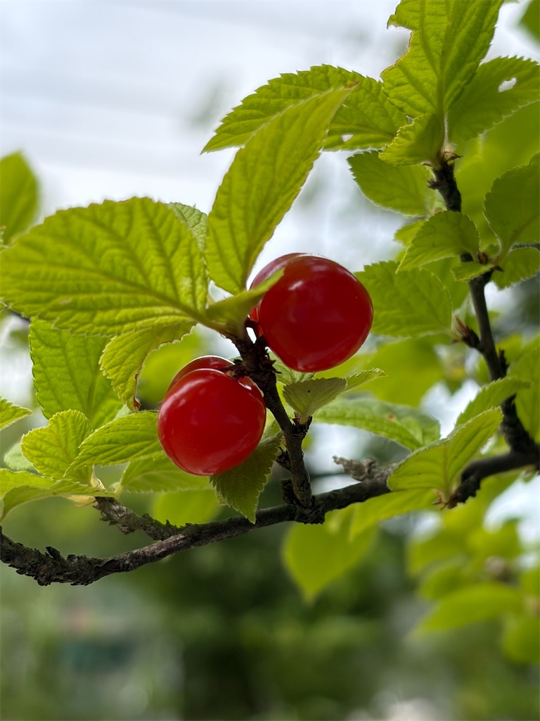 f:id:shiz1:20260620133734j:image f:id:shiz1:20260620133734j:image