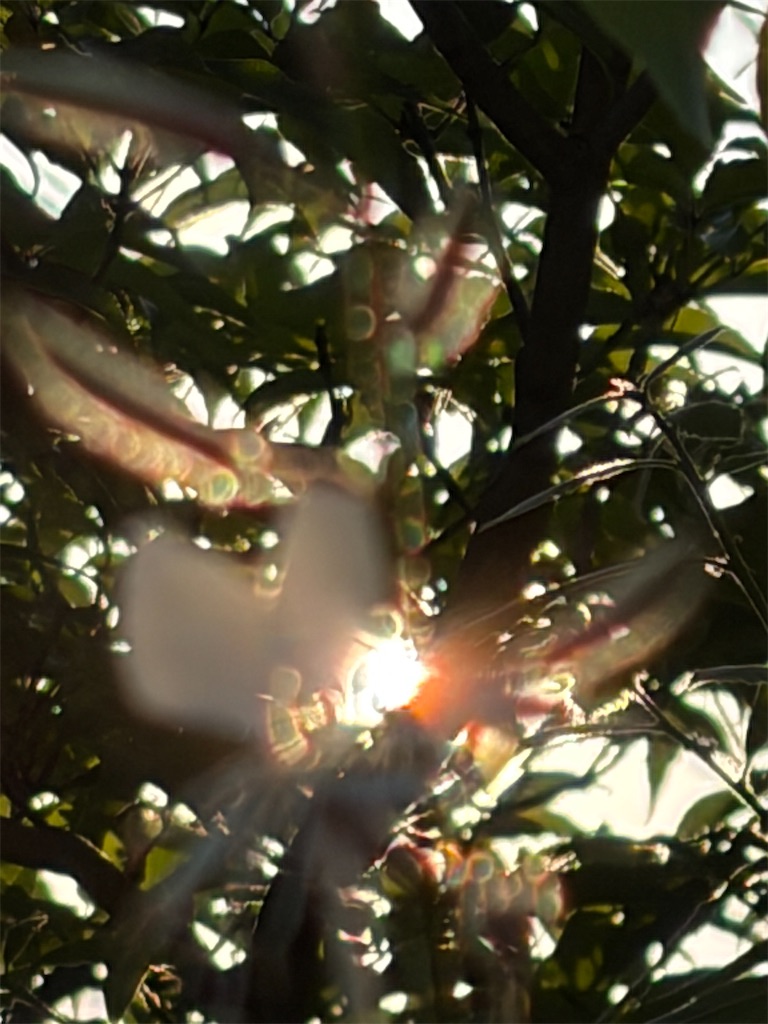 f:id:shiz1:20260620133741j:image f:id:shiz1:20260620133741j:image