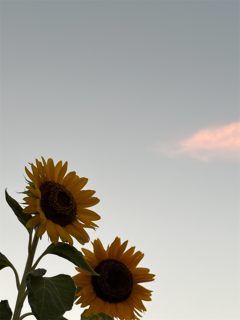 f:id:shiz1:20260913221814j:image