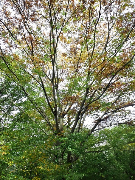 f:id:shizengaku:20111023111831j:image:w240