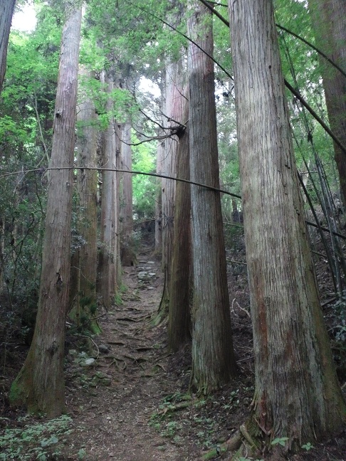 f:id:shizengaku:20120603075146j:image:w200