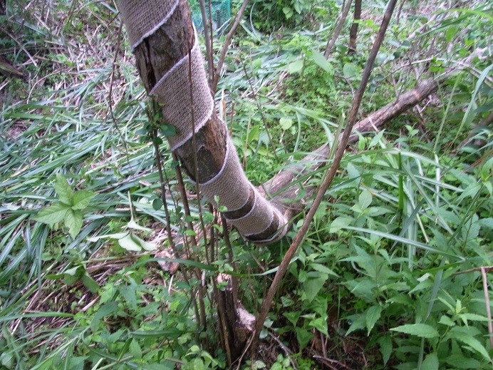 f:id:shizengaku:20120728161247j:image:w360