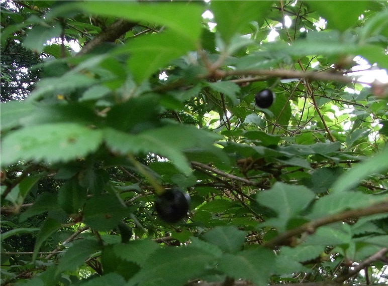 f:id:shizengaku:20130710094337j:image:w300