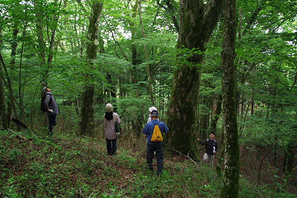 f:id:shizengaku:20150620124302j:plain