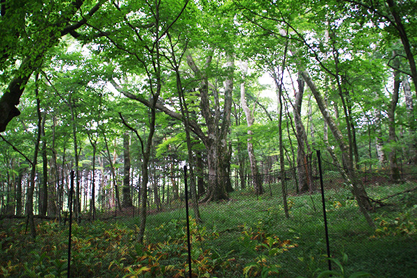 f:id:shizengaku:20150620124414j:plain