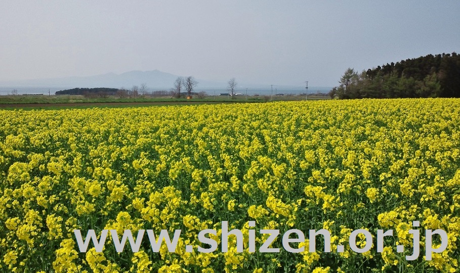 f:id:shizengaku:20170616113425j:plain f:id:shizengaku:20170616113425j:plain
