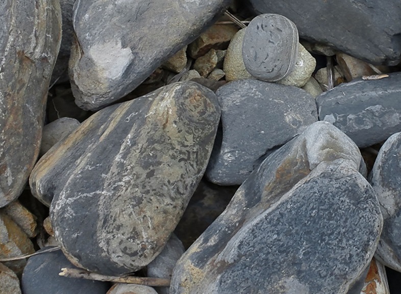 18年7月14日 16日三陸現地講座 石巻 牡鹿半島 雄勝 2 牡鹿半島の観察 山の自然学クラブ 事務局ブログ